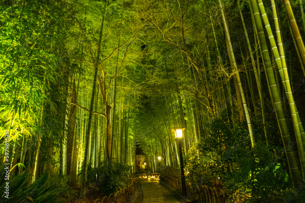 Fototapeta premium Bamboo forest path in Shuzenji, izu, Japan