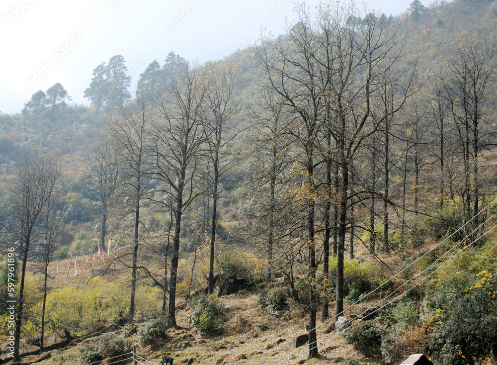 The leafless dry trees look looks deserted at Lachen situated at 9000 ft altitude in Sikkim, India. All leaves of the trees fall down during winter and grow up back again in the monsoon season yearly.