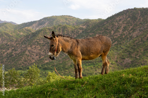 A Donkey in Grasslands of Chamangoli, Chaharmahal and Bakhtiari, Iran