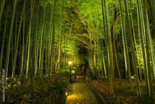 Bamboo forest path in Shuzenji, izu, Japan