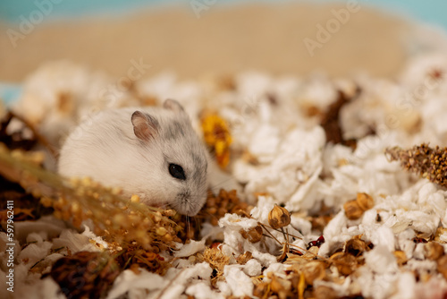 Hungry hamster eating panicgrass in cage, side view © Ирина Орлова