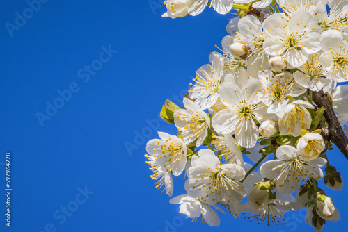 Bright white cherry blossoms. Cherry blossom in spring for background or copy space for text. Spring banner, branches of cherry blossoms against the blue sky in nature outdoors.