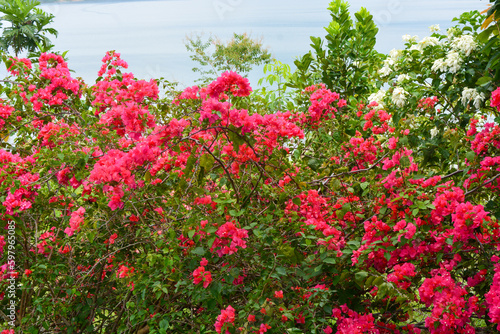 Wallpaper Mural Photo of the park in Tanjung Serut tourist village Torontodigital.ca