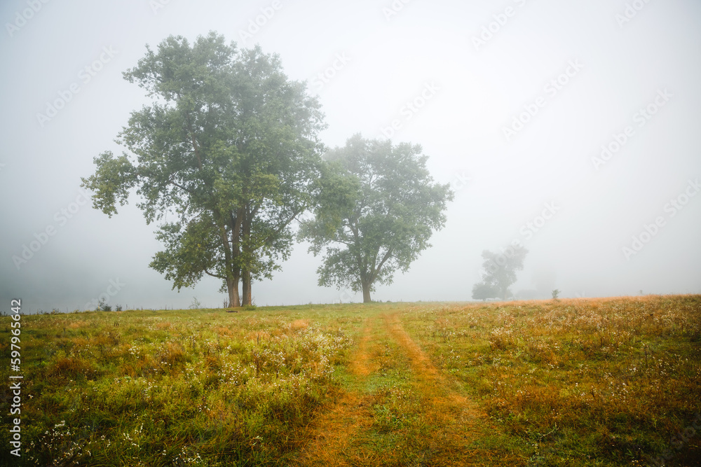 Single poplars can be seen through the dense fog on a spring meadow.