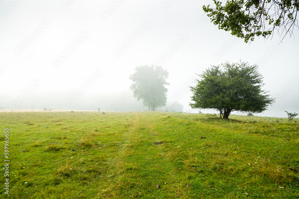 Single poplars can be seen through the dense fog on a spring meadow. Single poplars can be seen through the dense fog on a spring meadow.