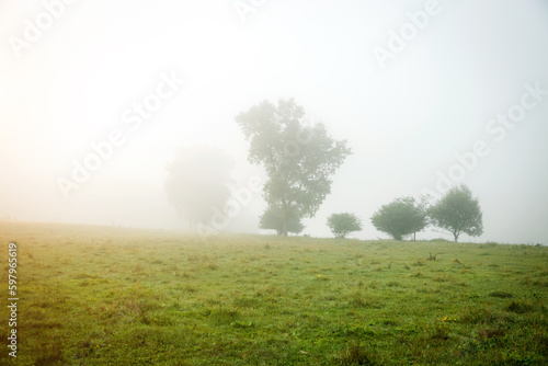Single poplars can be seen through the dense fog on a spring meadow.