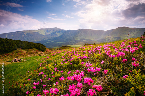 Blooming alpine meadows with magical rhododendron flowers on a sunny day. Carpathian mountains  Ukraine  Europe.