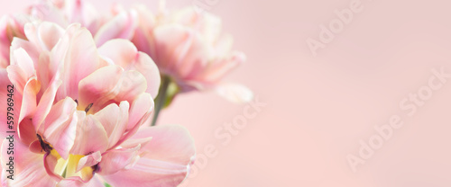 Tulip bouquet, tulips spring flowers close up, blooming pastel pink tulips Easter background, bunch. Beautiful Spring flowers blooming, beauty flower. Watercolor Belle Epoque tulips border art design