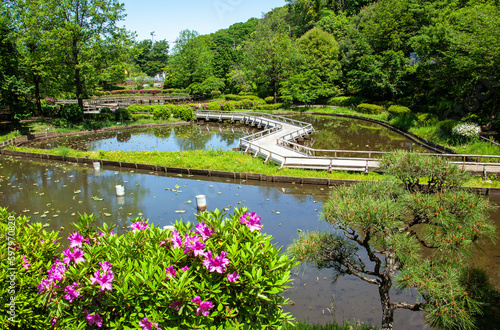 薬師池公園,町田,町田薬師池公園,藤,藤の花,藤棚,艶やか,紫,紫色,花,春,初春,新緑,青空,東京都,公園,美しい,妖艶,映える,緑,青,満開,フジ,ふじ,植物,風景,花びら,自然,晴れ,日本,観光地,観光,和風,情緒,情緒的,安らぐ,安らか,穏やか,しなやか,古風
