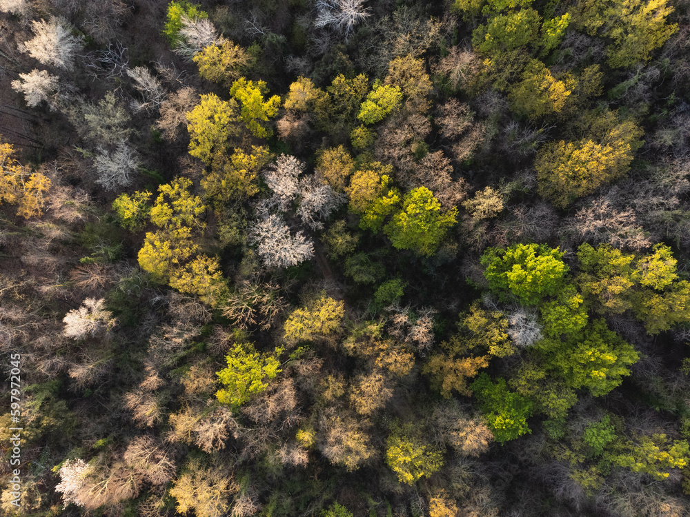 Drone view of a multicolour forest at sunset Drone view of a multicolour forest at sunset