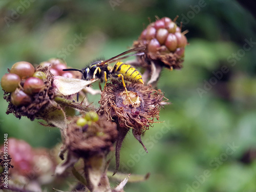 wasp on bramble blackcurrant