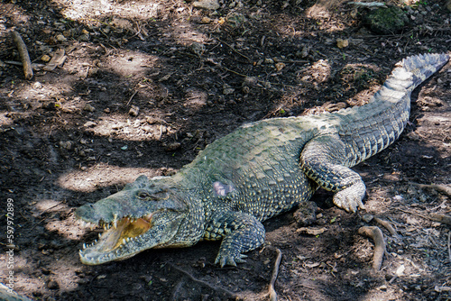 Reptil, Cocodrilo, Alligator 