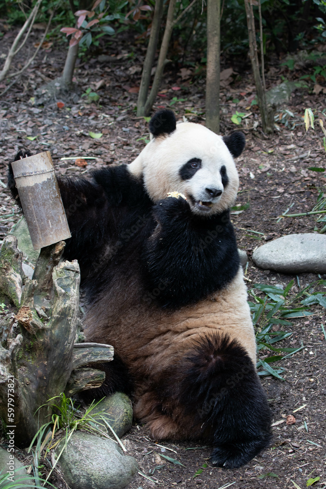 Naklejka premium Cute Female Panda, Mei Lan aka Rou Rou