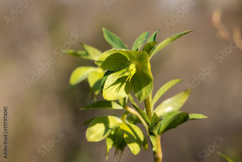 Helleborus odorus, commonly called fragrant hellebore