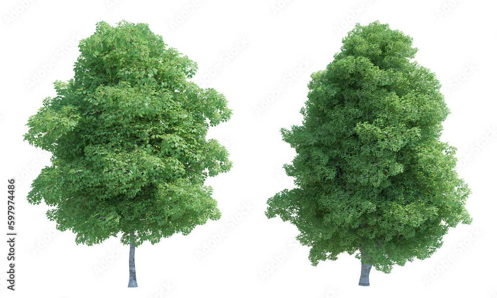 Foto Red Alder Tree set png alpha channel front view