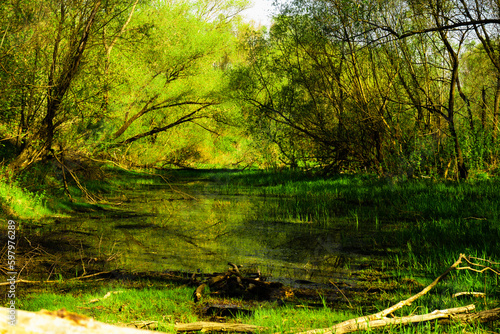 Spring greenery by the Vistula backwaters in Wilanów, Zawady on a beautiful sunny spring day
