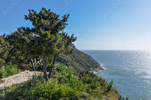 cade juniper on the cliffs ofTurkish Aegean coast in Cesme (Izmir province, Turkey) 