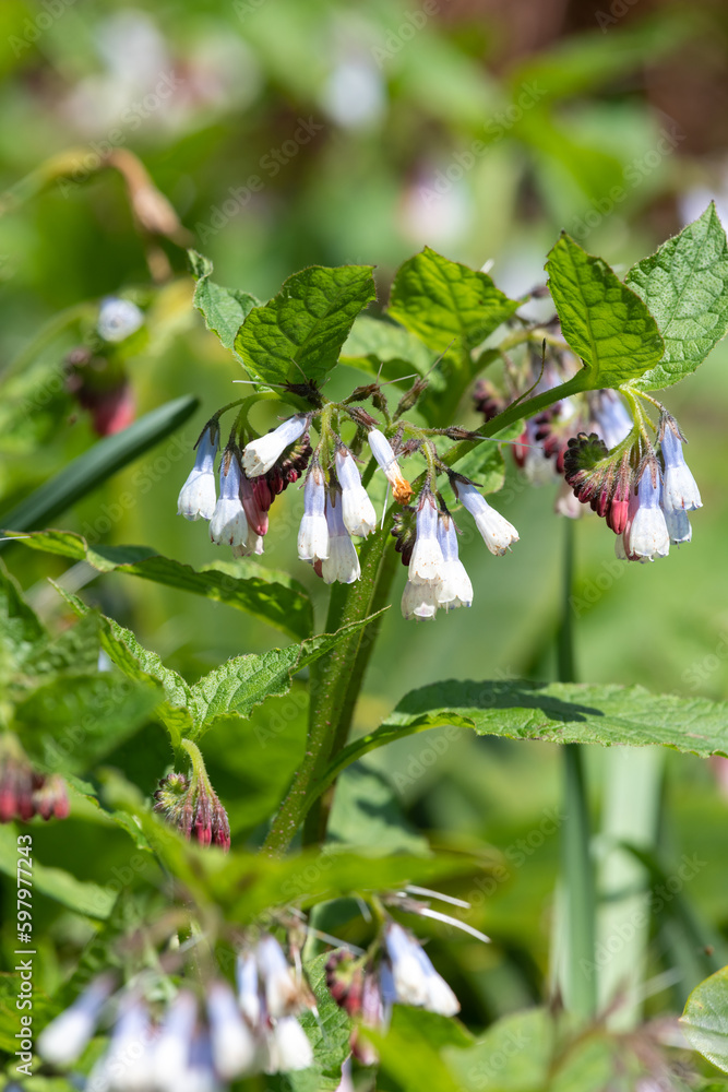 Close up of creeping comfrey (symphytum grandiflorum) flowers in bloom Close up of creeping comfrey (symphytum grandiflorum) flowers in bloom