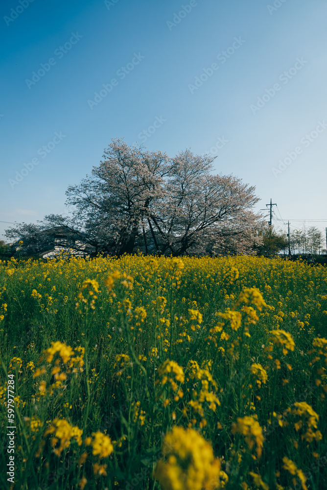Traditional Japanese Spring Landscape