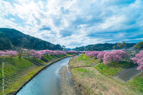 Fototapeta Naklejka Na Ścianę i Meble -  Cherry blossom view in Japan