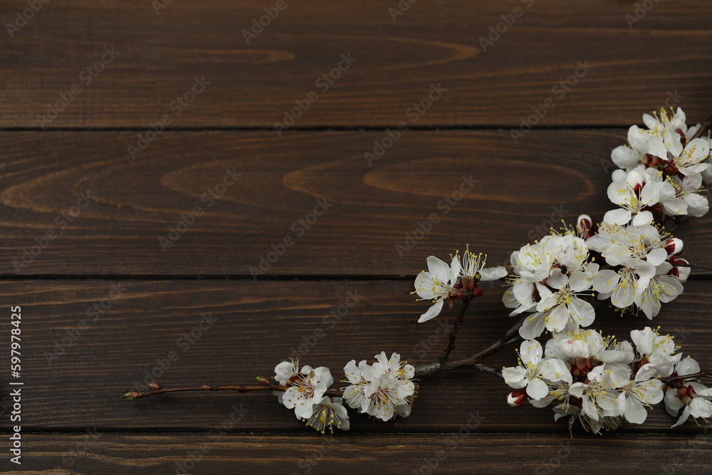 A dark wooden brown background with spring white apricot blossom on it and copy space A dark wooden brown background with spring white apricot blossom on it and copy space