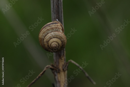 A snail on a twig with a green background