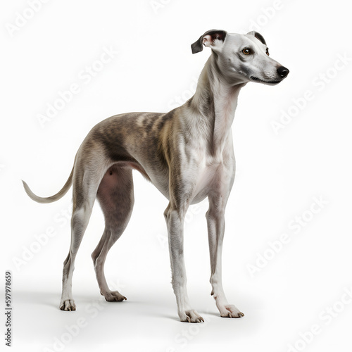 Whippet breed dog isolated on white background