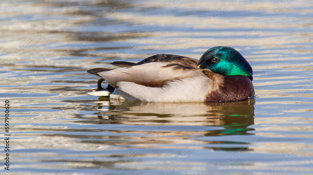 Fototapeta premium Mallard duck in water