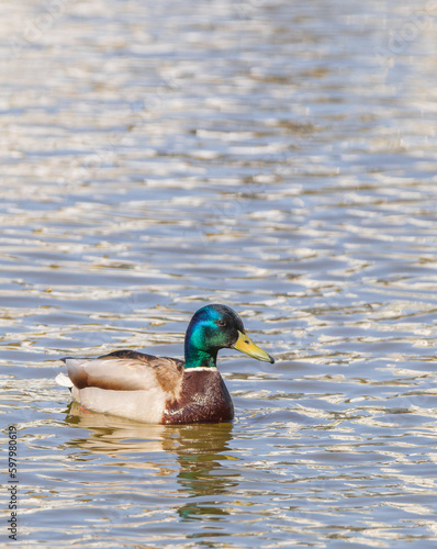 Mallard duck in th water