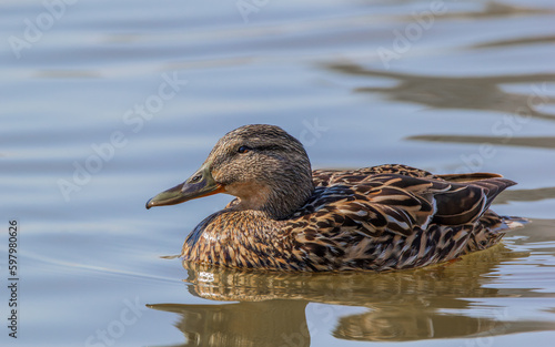 Mallard duck in the water