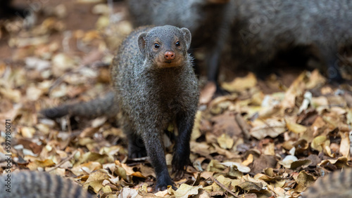 the banded mongoose is on high alert photo