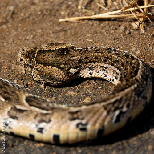 a puff adder warming up on the road