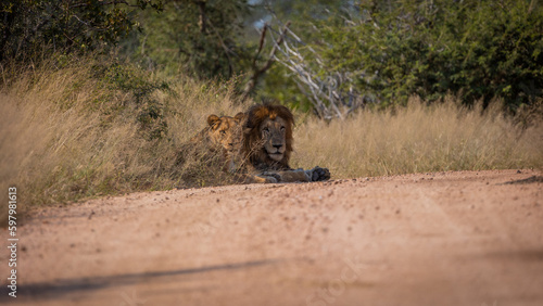 a mating pair of lions
