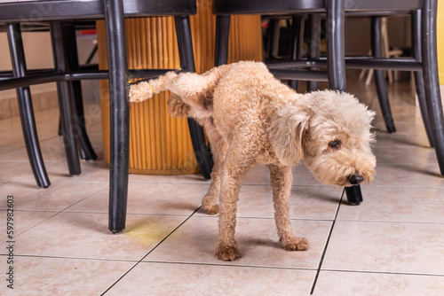 Male poodle pet dog pee urinate inside home onto furniture to mark territory.