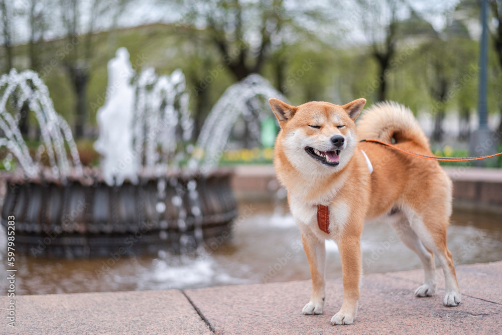 Smiling shiba inu dog is posing in front of fountain in Riga city center. Smiling shiba inu dog is posing in front of fountain in Riga city center.
