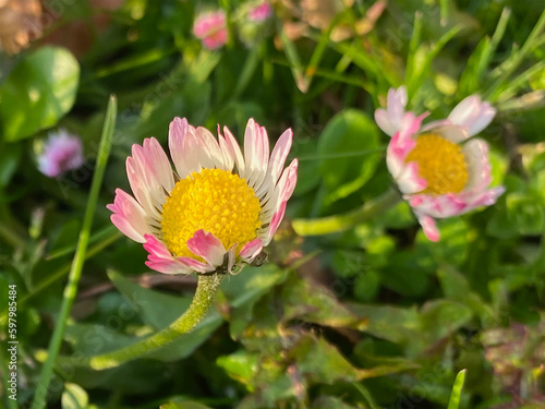 Daisy head with pink tipped petals growing into bloom photo