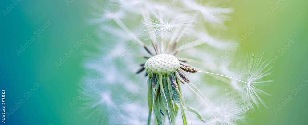 Obraz premium Beauty in nature. Fantasy closeup of dandelion, soft morning sunlight, pastel colors. Peaceful bright blue green blurred lush foliage, dandelion seeds. Macro spring nature, amazing natural flora