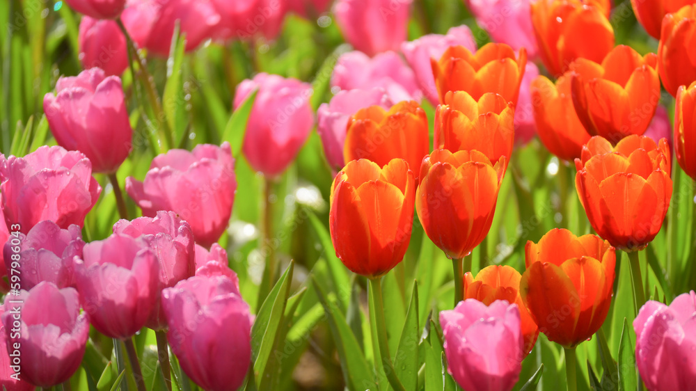 beautiful pink and orange tulip in the garden, natural background