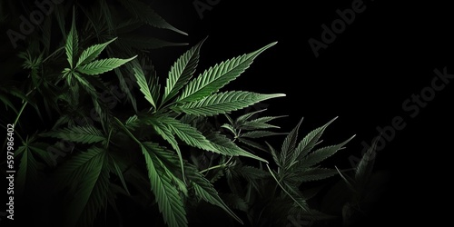 AI Generated. AI Generative. Photo macro shot of realistic cannabis leaves on dark moody black background. Can be used for medicine promotion or graphic design. Graphic Art