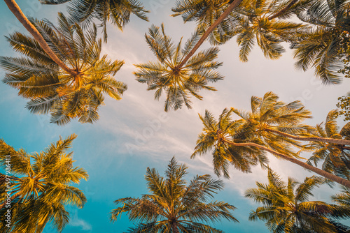 Beautiful nature backdrop. Sunset sky with palm trees leaves. Looking up positive vibes, energy. Inspirational natural summer scene, tropical pattern. Carefree freedom travel, botany plants sunrise © icemanphotos
