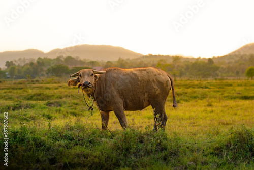 Fototapeta Naklejka Na Ścianę i Meble -  cows in the field