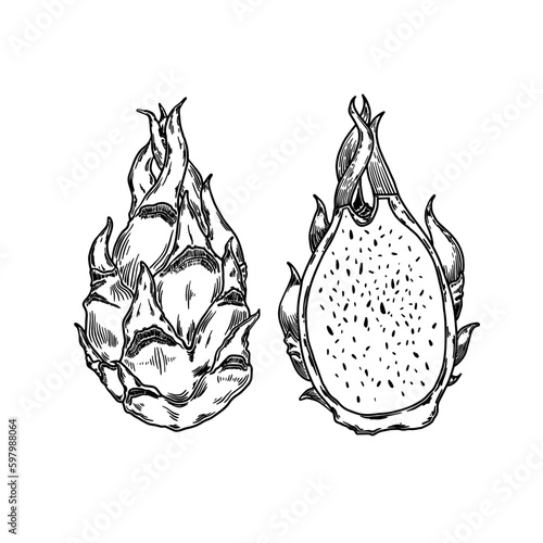 Dragonfruit set. Hand drawn fruit isolated on white. Can be used for vegan products, brochures, banner, restaurant menu, farmers market and organic food store