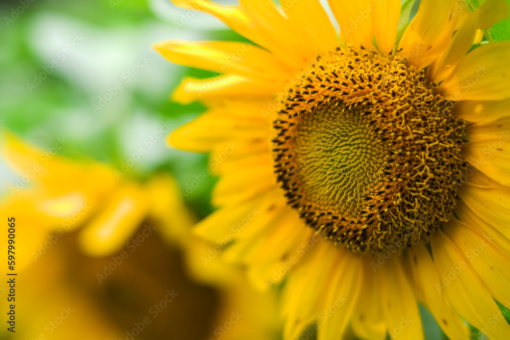 selective focus Sunflower or Helianthus Annuus L in a sunflower field. Selective Focus, yellow background, Sunflower background. Bokeh. Nature concept