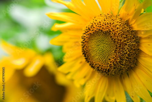 selective focus Sunflower or Helianthus Annuus L in a sunflower field. Selective Focus  yellow background  Sunflower background. Bokeh. Nature concept