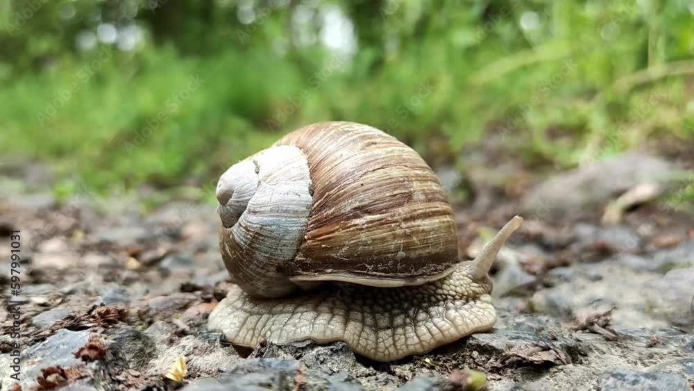 A large snail slowly crawls out of its shell in a green forest. A large snail slowly crawls out of its shell in a green forest.