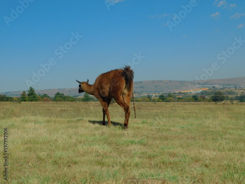 Closeup, rear view of a brown Llama walking in a green grass field with rows of bushy trees on the horizon under a blue sky, in Gauteng, South Africa