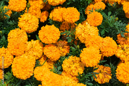 Orange marigold flowers (tagetes) bloom in the morning, Nature background. bokeh, selective focus.