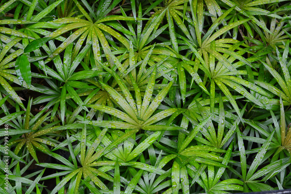 Close-up of plants, macro photography Close-up of plants, macro photography