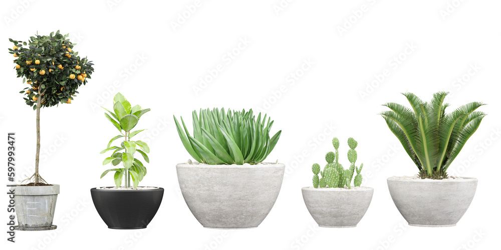 Fototapeta premium Transparent Botanical Illustrations, Nature's Beauty Without Backgrounds