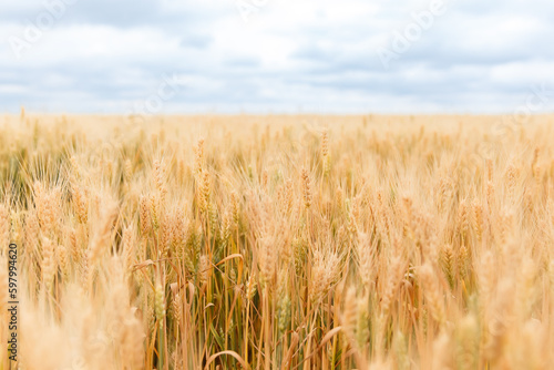 A young girl walking in a wheat field  girl in the field  wheat field  field of spikelets  A young girl walking in a wheat field  girl in the field  wheat field  field of spikelets    